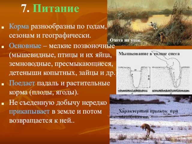 7. Питание Корма разнообразны по годам, сезонам и географически. Основные