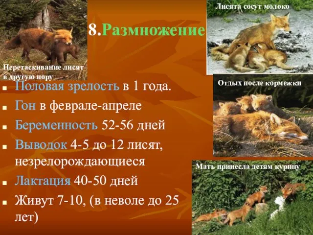 8.Размножение Половая зрелость в 1 года. Гон в феврале-апреле Беременность