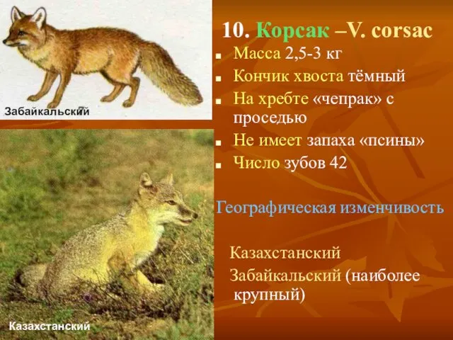 10. Корсак –V. corsac Масса 2,5-3 кг Кончик хвоста тёмный