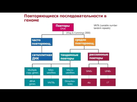 Повторяющиеся последовательности в геноме VNTR (variable number tandem repeats)