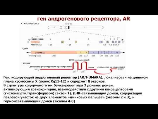 Ген, кодирующий андрогеновый рецептор (AR/HUMARA), локализован на длинном плече хромосомы