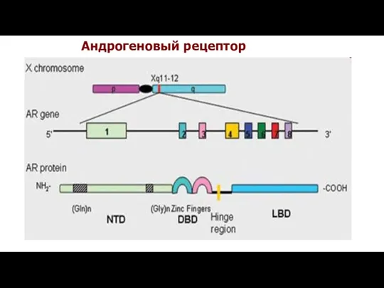 Андрогеновый рецептор