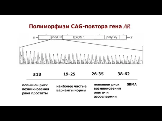 Полиморфизм CAG-повтора гена AR ≤18 19-25 26-35 38-62 повышен риск