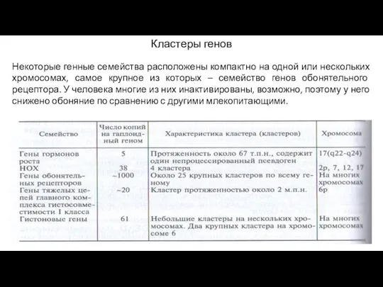 Кластеры генов Некоторые генные семейства расположены компактно на одной или