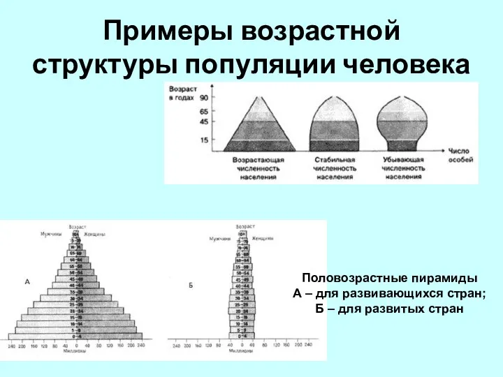 Примеры возрастной структуры популяции человека Половозрастные пирамиды А – для