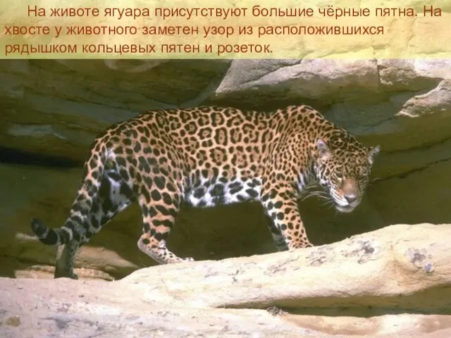 На животе ягуара присутствуют большие чёрные пятна. На хвосте у