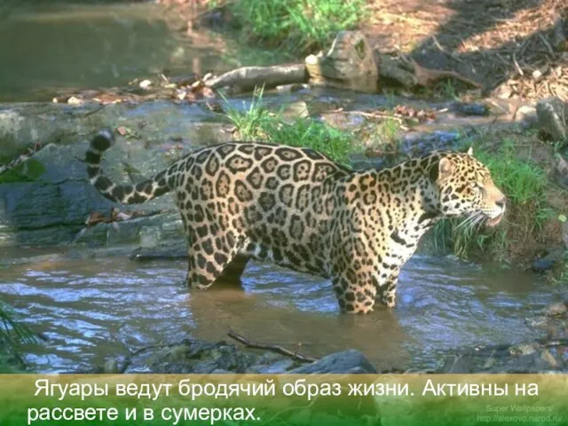 Ягуары ведут бродячий образ жизни. Активны на рассвете и в сумерках.