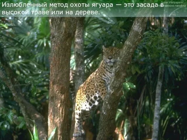 Излюбленный метод охоты ягуара — это засада в высокой траве или на дереве.