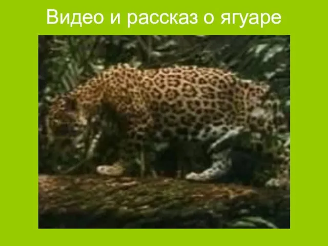 Видео и рассказ о ягуаре