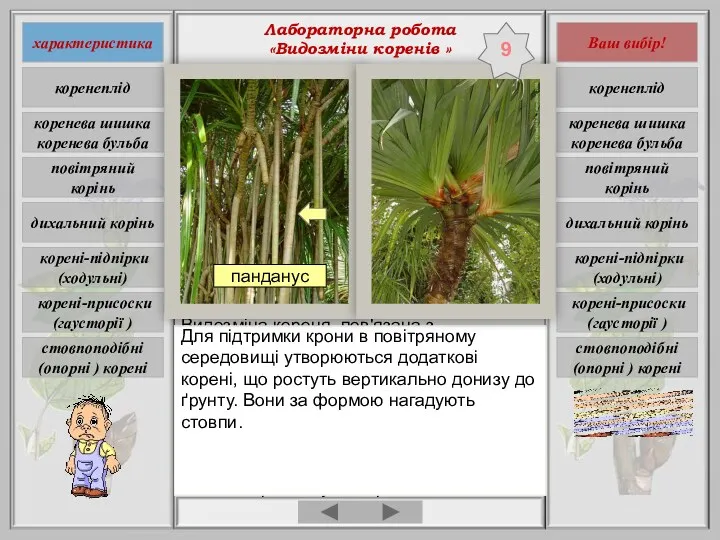 Лабораторна робота «Видозміни коренів » Видозміна кореня, пов'язана з посиленням