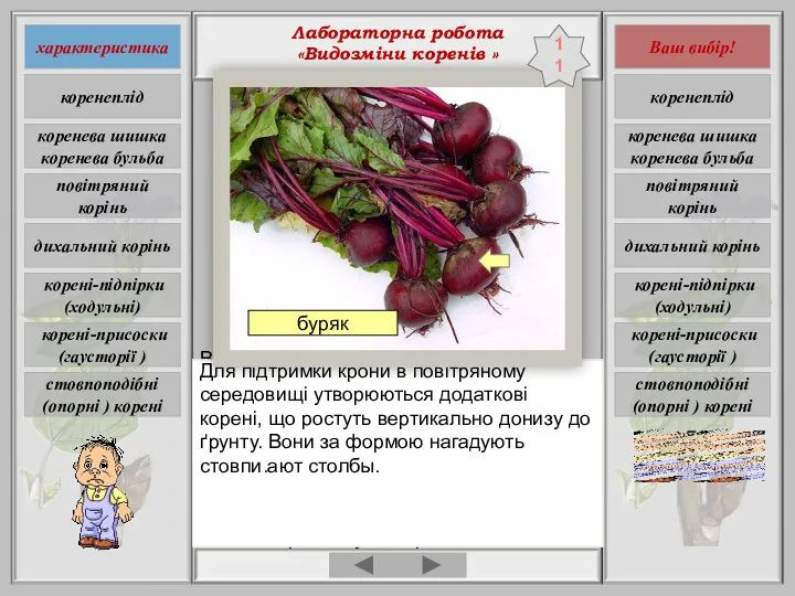 Лабораторна робота «Видозміни коренів » Видозміна кореня, пов'язана з посиленням