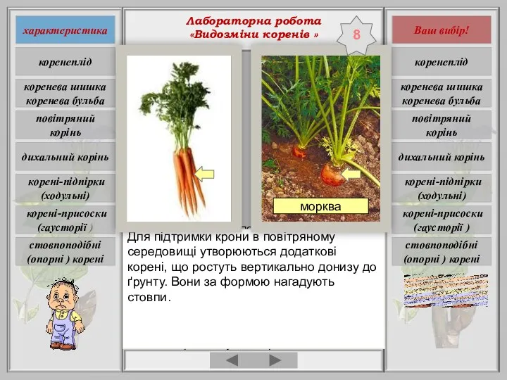 Лабораторна робота «Видозміни коренів » Видозміна кореня, пов'язана з посиленням