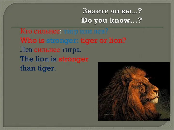 Кто сильнее: тигр или лев? Who is stronger: tiger or lion? Лев сильнее