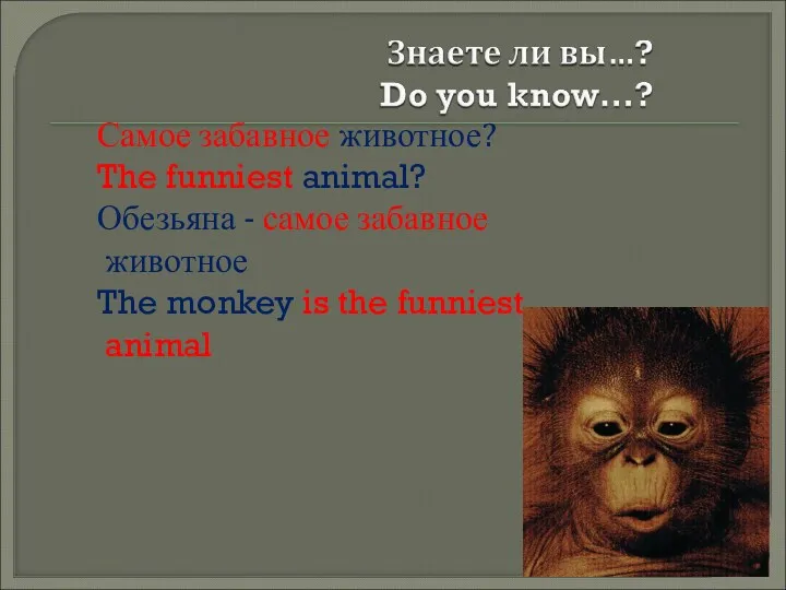 Самое забавное животное? The funniest animal? Обезьяна - самое забавное животное The monkey