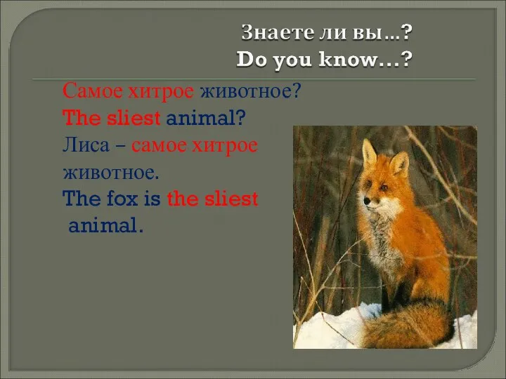 Самое хитрое животное? The sliest animal? Лиса – самое хитрое животное. The fox