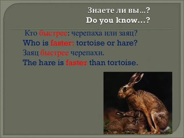Кто быстрее: черепаха или заяц? Who is faster: tortoise or hare? Заяц быстрее