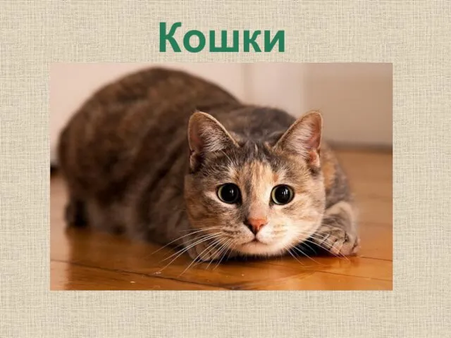 Кошки