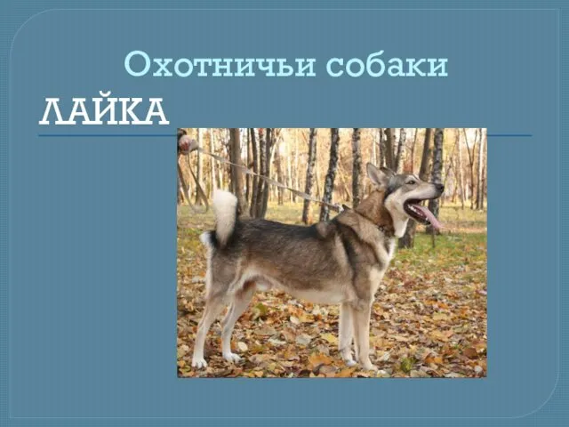 Охотничьи собаки ЛАЙКА