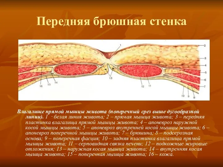 Передняя брюшная стенка Влагалище прямой мышцы живота (поперечный срез выше