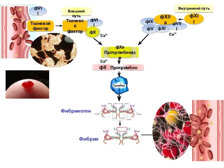 Тканевой фактор фII Протромбин фХа Протромбиназа фVII фVII Фибриноген Фибрин