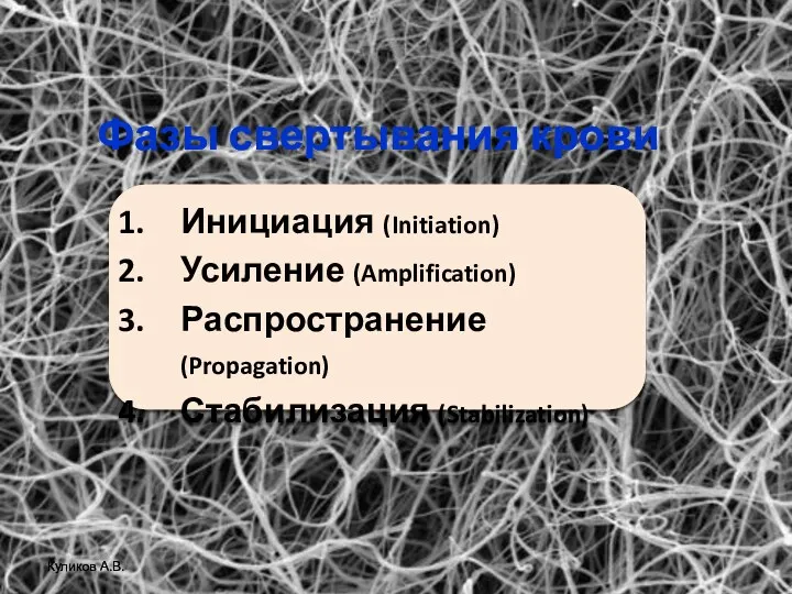 Фазы свертывания крови Инициация (Initiation) Усиление (Amplification) Распространение (Propagation) Стабилизация (Stabilization) Куликов А.В.