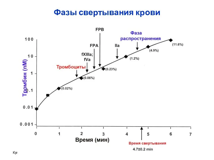 Фазы свертывания крови Куликов А.В.