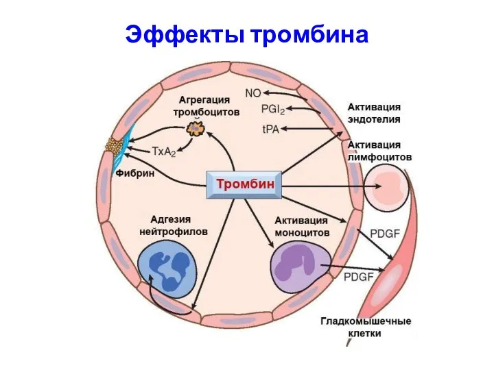 Эффекты тромбина