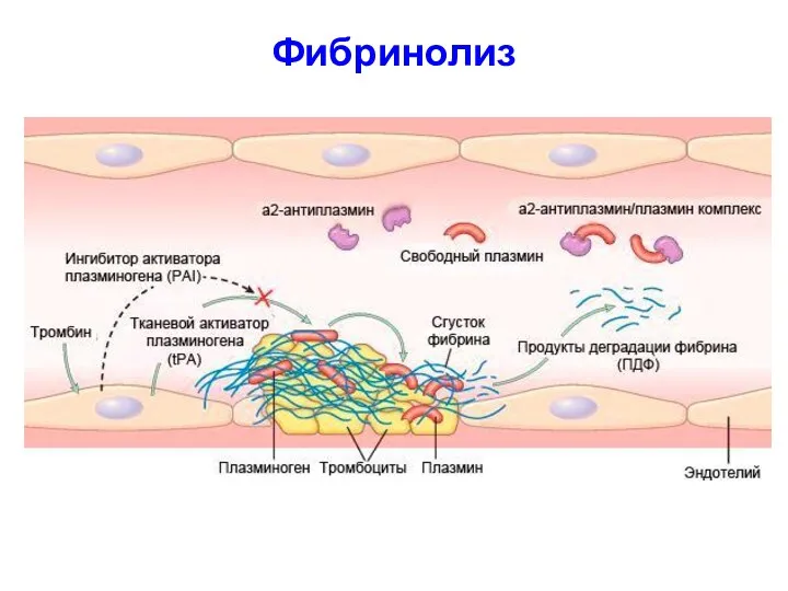 Фибринолиз