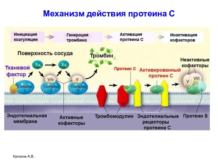 Механизм действия протеина С Куликов А.В.