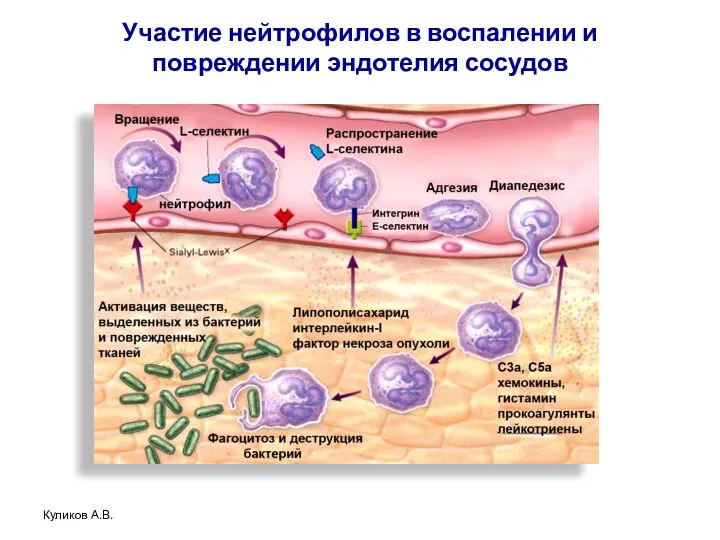 Участие нейтрофилов в воспалении и повреждении эндотелия сосудов Куликов А.В.