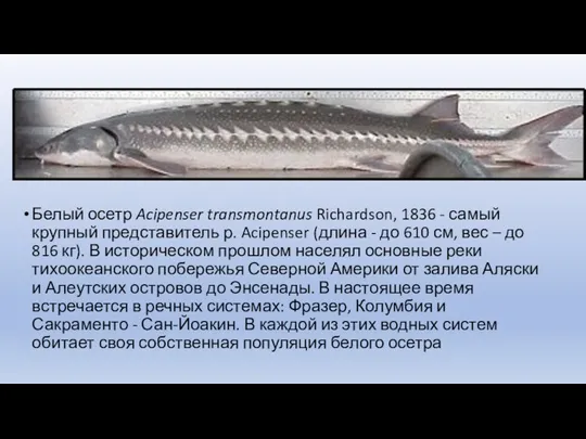 Белый осетр Acipenser transmontanus Richardson, 1836 - самый крупный представитель