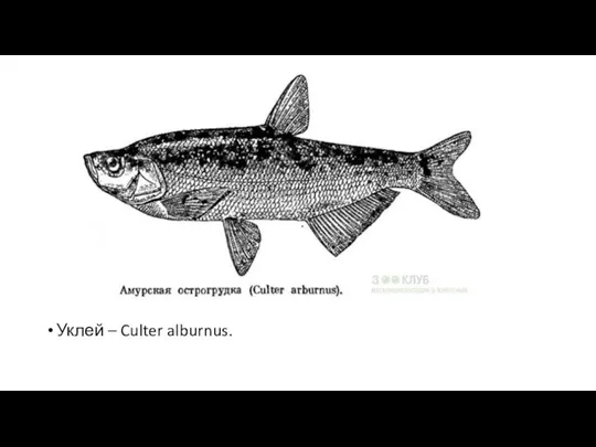 Уклей – Culter alburnus.