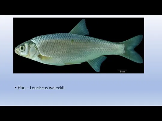 Язь – Leuciscus waleckii