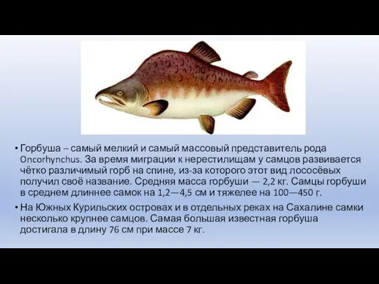 Горбуша – самый мелкий и самый массовый представитель рода Oncorhynchus.