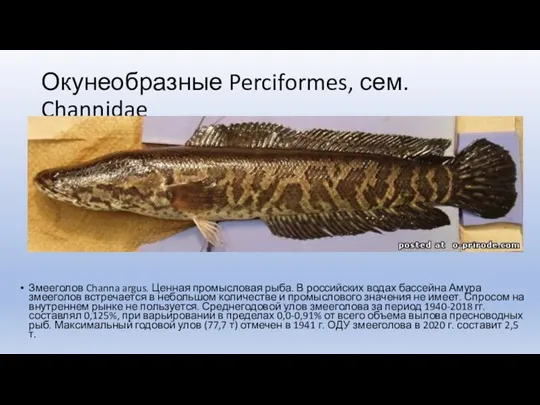 Окунеобразные Perciformes, сем. Channidae Змееголов Channa argus. Ценная промысловая рыба.