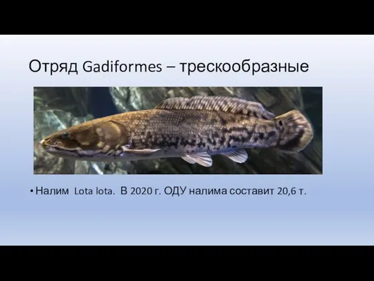 Отряд Gadiformes – трескообразные Налим Lota lota. В 2020 г. ОДУ налима составит 20,6 т.