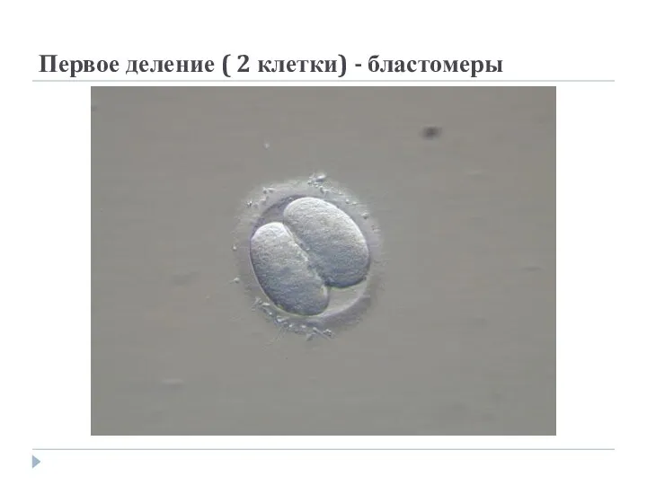 Первое деление ( 2 клетки) - бластомеры