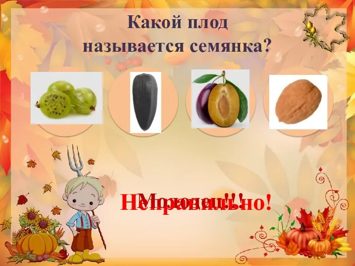 Какой плод называется семянка? Неправильно! Молодец!!!