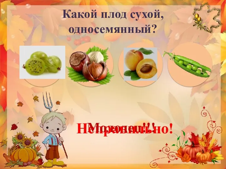 Какой плод сухой, односемянный? Неправильно! Молодец!!!