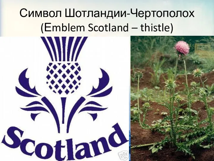 Символ Шотландии-Чертополох (Еmblem Scotland – thistle)