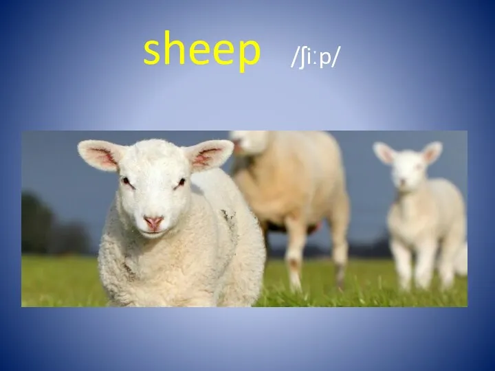 sheep /ʃiːp/