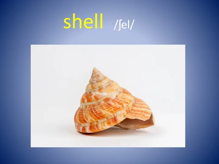 shell /ʃel/