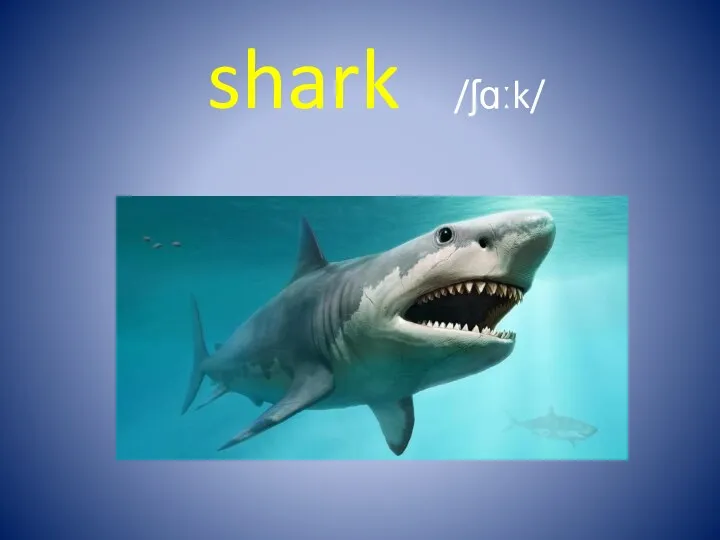 shark /ʃɑːk/