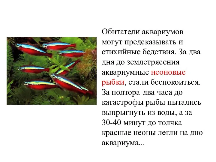 Обитатели аквариумов могут предсказывать и стихийные бедствия. За два дня