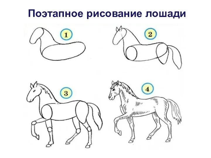 Поэтапное рисование лошади