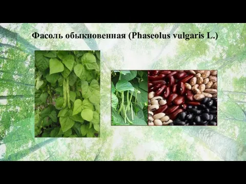 Фасоль обыкновенная (Phaseolus vulgaris L.)