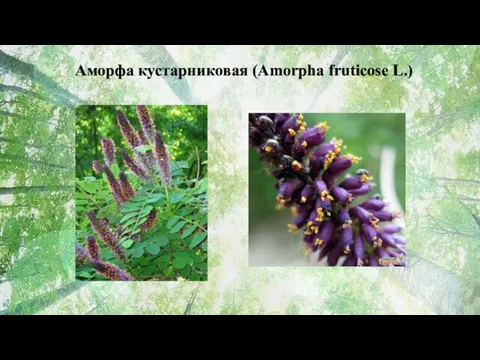 Аморфа кустарниковая (Amorpha fruticose L.)