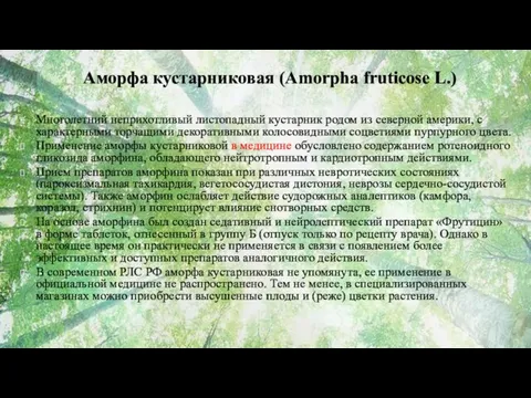 Аморфа кустарниковая (Amorpha fruticose L.) Многолетний неприхотливый листопадный кустарник родом из северной америки,