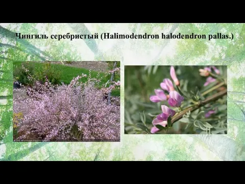 Чингиль серебристый (Halimodendron halodendron pallas.)