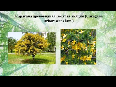 Карагана древовидная, жёлтая акация (Caragana arborescens lam.)